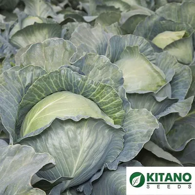 Капуста Ks 29 F1