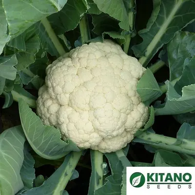Капуста Ks 2682 F1
