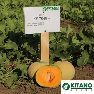 Дыня Ks 7049 F1